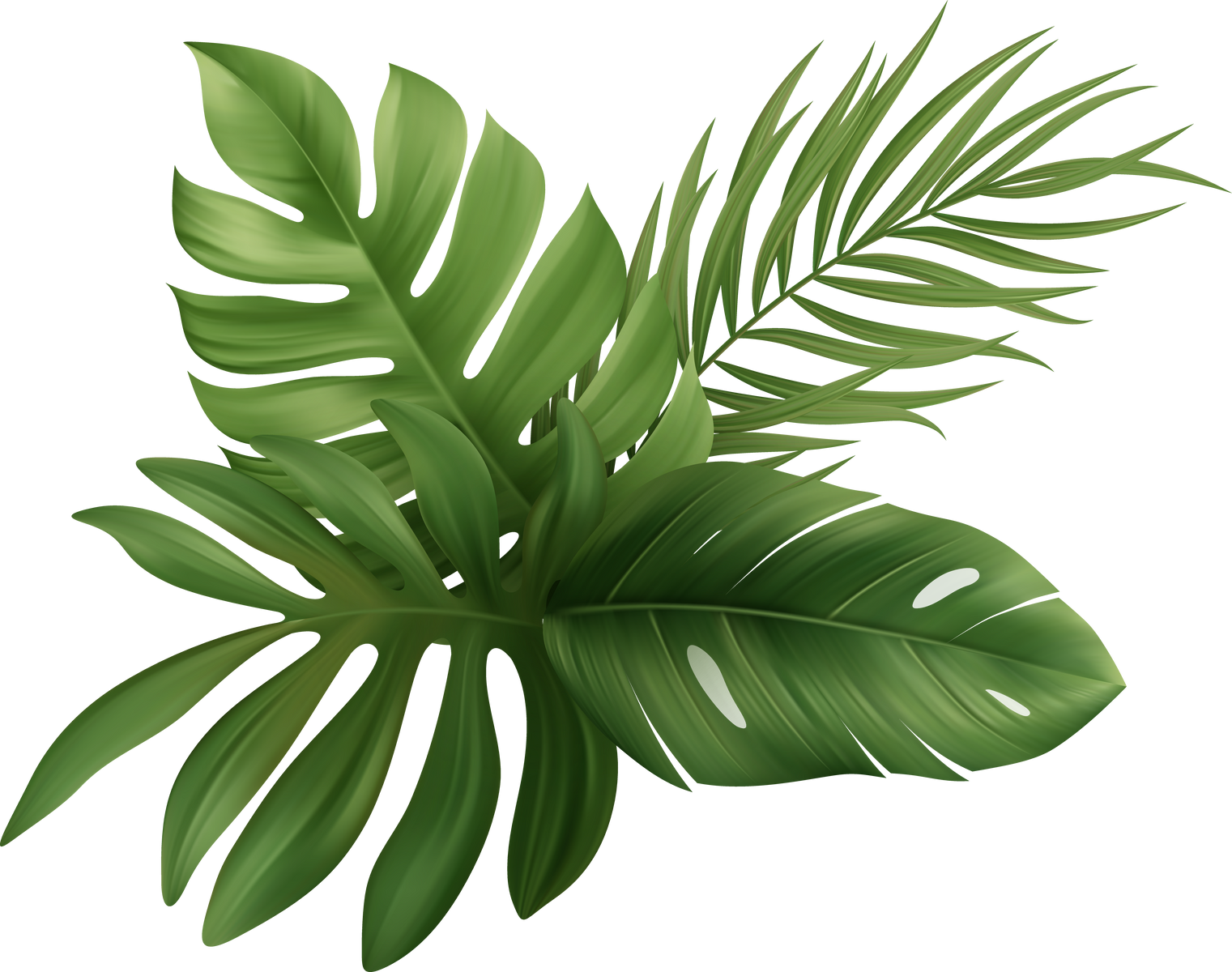 Palm Leaves Tropical