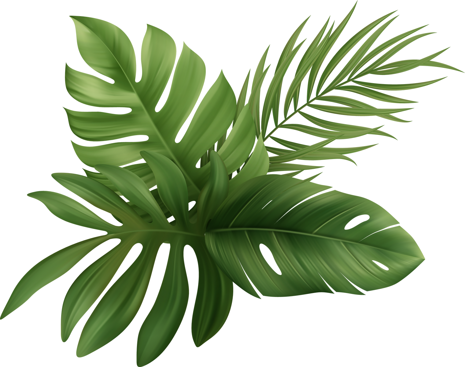 Palm Leaves