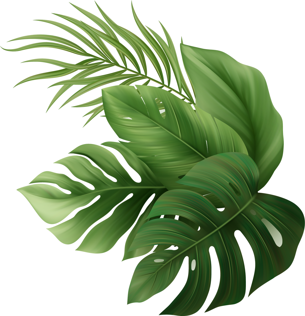 Palm Leaves